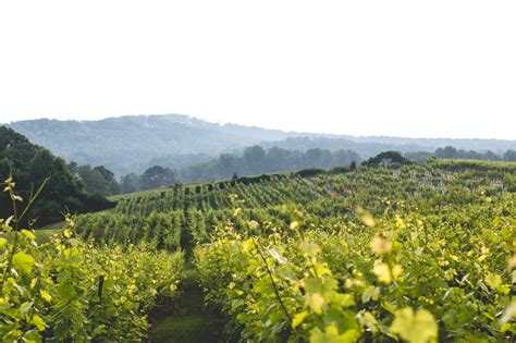 Kaya winery - Sep 17, 2023 · Kaya Vineyard & Winery: Jaw-dropping views & good wine - See 128 traveler reviews, 150 candid photos, and great deals for Dahlonega, GA, at Tripadvisor.